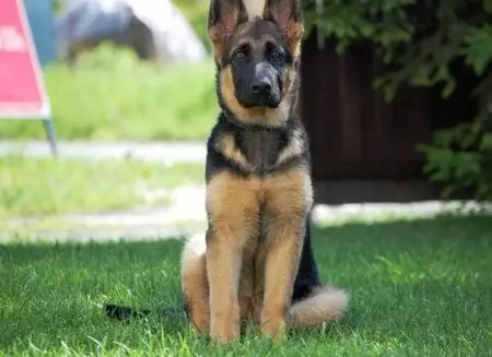 Cani in passerella: torna il Trofeo Gorrieri